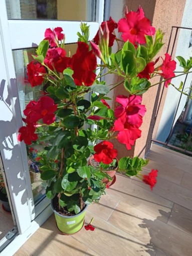 https://www.pomniejszacz.pl/files/2a0ea502-9c0d-4aaa-afdd-be572c_1.jpg